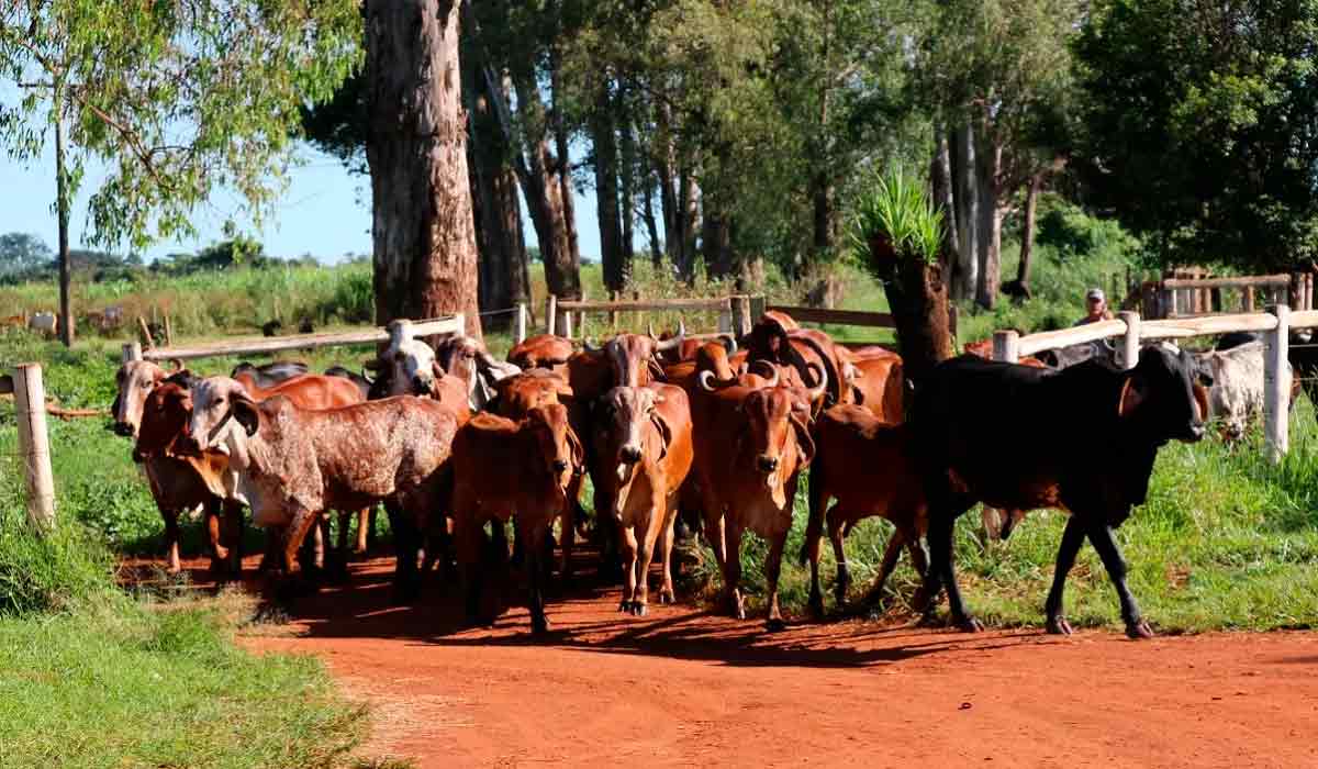 Animais voltados a produtores que buscam elevação dos índices produtivos e aprimoramento genético do rebanho Animais voltados a produtores que buscam elevação dos índices produtivos e aprimoramento genético do rebanho