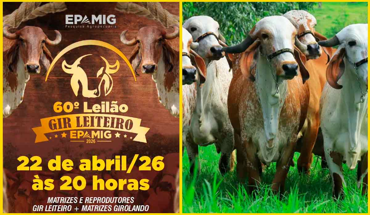 60ª edição do Leilão Gir Leiteiro da Epamig