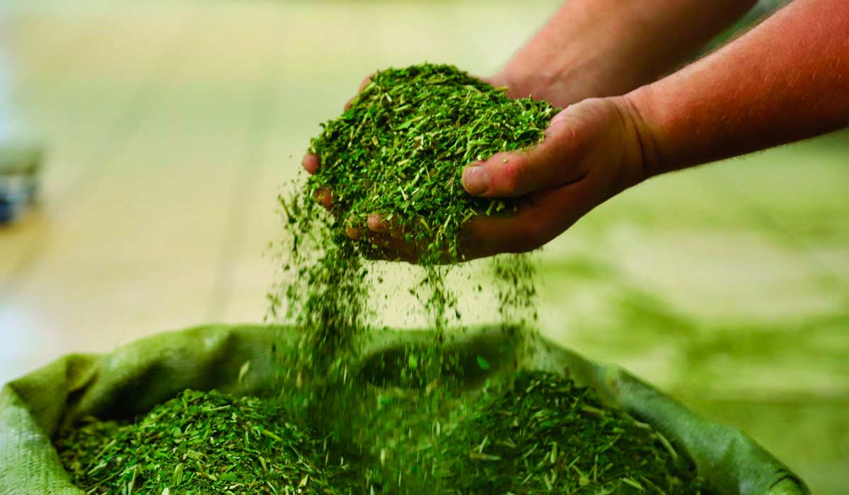 O selo funciona como ferramenta de governança, transparência e melhoria contínua, além de agregar valor e ampliar acesso a mercados mais exigentes O selo funciona como ferramenta de governança, transparência e melhoria contínua, além de agregar valor e ampliar acesso a mercados mais exigentes