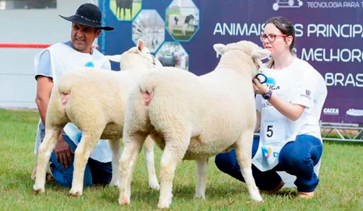 Ovinos na pista de julgamento Ovinos na pista de julgamento