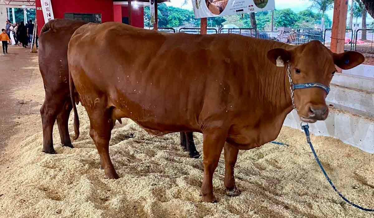Os animais têm destaque especial na Expoingá Os animais têm destaque especial na Expoingá