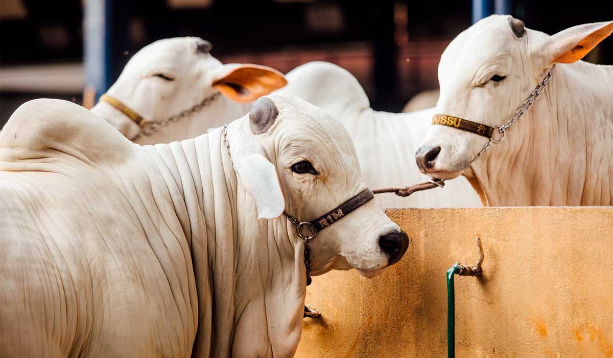 O setor animal da ExpoLondrina consolida crescimento e excelência genética O setor animal da ExpoLondrina consolida crescimento e excelência genética