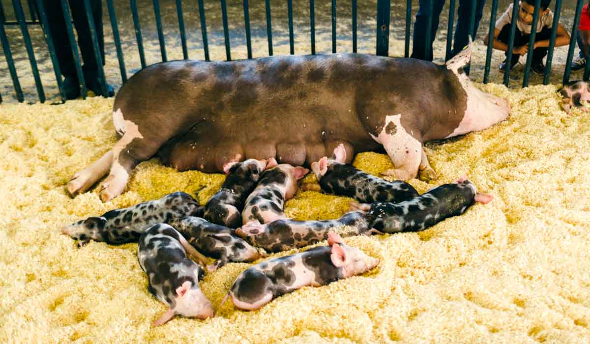 Filhotes da raça Pietran foram atração no pavilhão de suínos da ExpoLondrina na edição passada Filhotes da raça Pietran foram atração no pavilhão de suínos da ExpoLondrina na edição passada