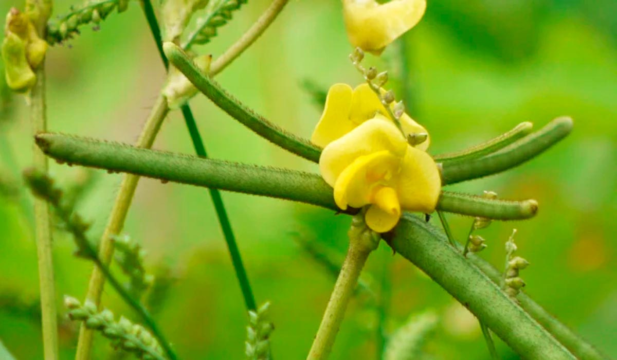 A pequena flor amarela do feijão mungo A pequena flor amarela do feijão mungo