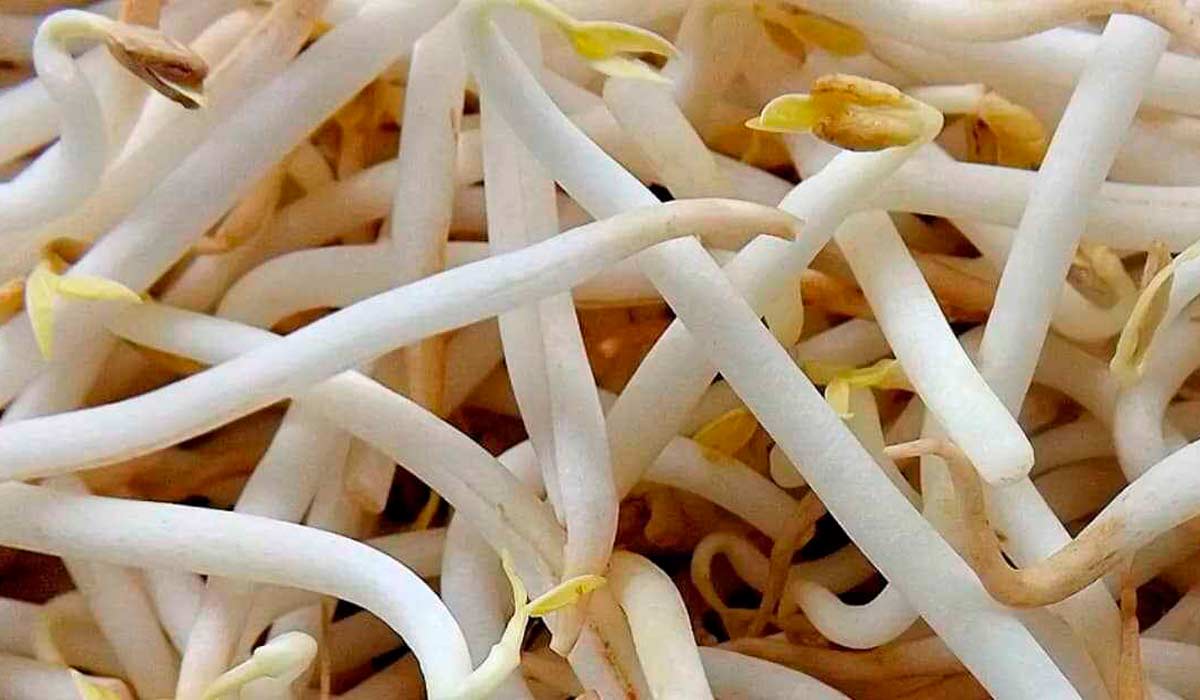 Brotos de feijão mungo Brotos de feijão mungo