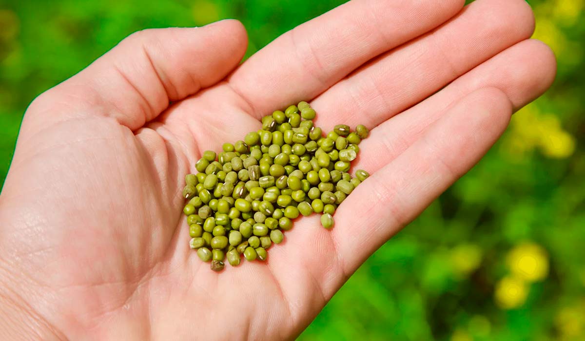 Grãos de feijão mungo (Vigna radiata)