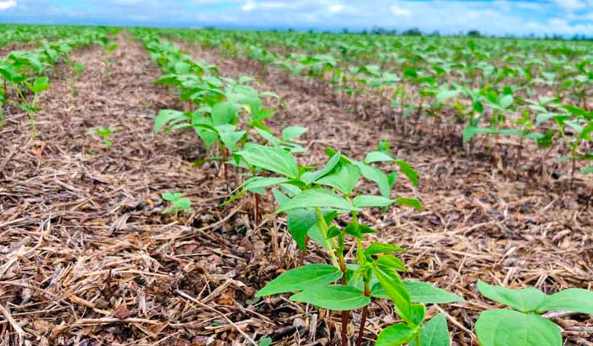 Lavoura de feijão mungo Lavoura de feijão mungo