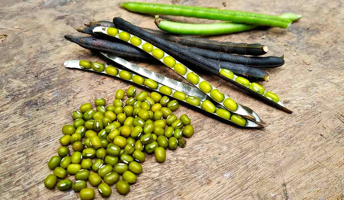 Grãos e vagens do feijão mungo Grãos e vagens do feijão mungo
