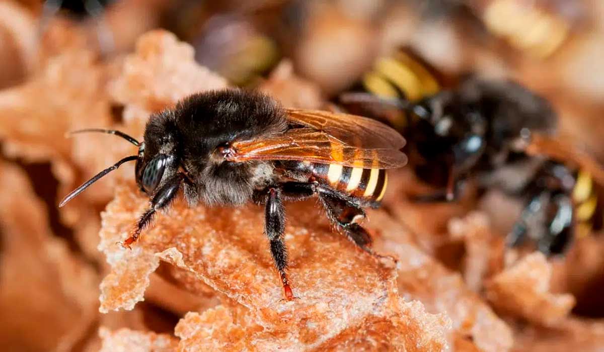 Mandaçaia (Melipona quadrifasciata). Diversidade de espécies brasileiras é destaque no evento Mandaçaia (Melipona quadrifasciata). Diversidade de espécies brasileiras é destaque no evento