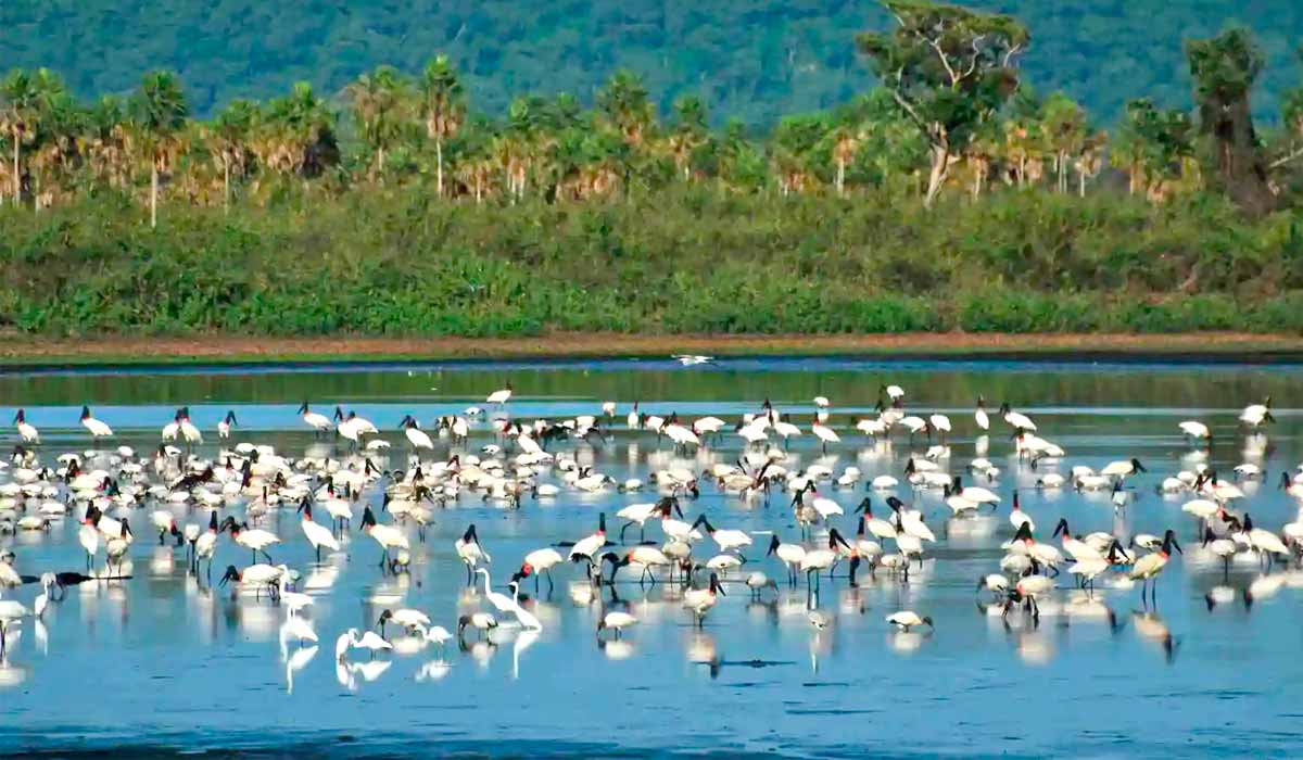 Dragagem no rio Paraguai gera debate ambiental e científico sobre efeitos no pantanal, que depende do regime natural de cheias para equilíbrio ecológico Dragagem no rio Paraguai gera debate ambiental e científico sobre efeitos no pantanal, que depende do regime natural de cheias para equilíbrio ecológico