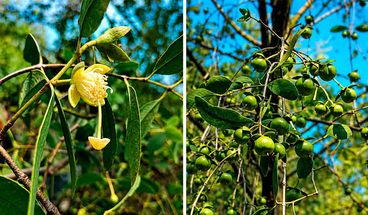 Flor (à esq.) e frutos (à dir.) de Sonneratia apetala o mangue-maçã em Cubatão Flor (à esq.) e frutos (à dir.) de Sonneratia apetala o mangue-maçã em Cubatão