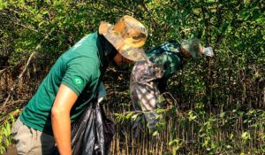 Bioinvasão de espécie exótica desafia gestão ambiental e exige ação rápida em manguezais de Cubatão