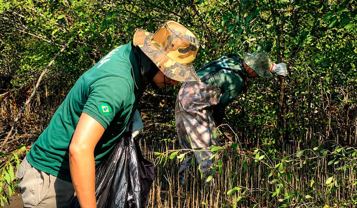 Bioinvasão de espécie exótica desafia gestão ambiental e exige ação rápida em manguezais de Cubatão