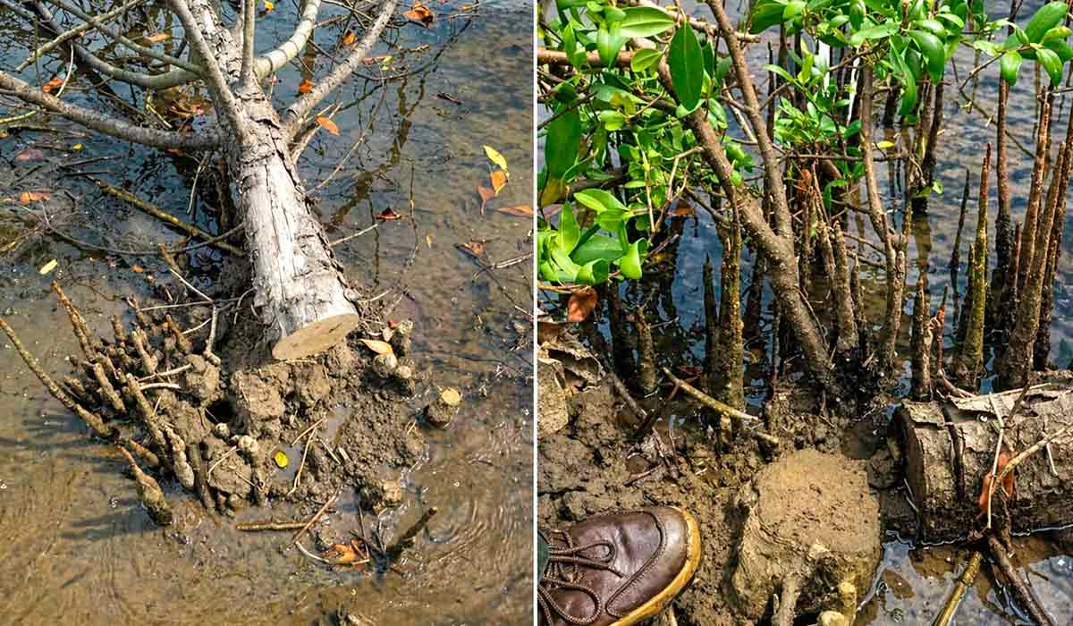 Equipes realizam remoção manual de árvores erradicadas. Mangue-maçã invade áreas sensíveis do litoral paulista Equipes realizam remoção manual de árvores erradicadas. Mangue-maçã invade áreas sensíveis do litoral paulista