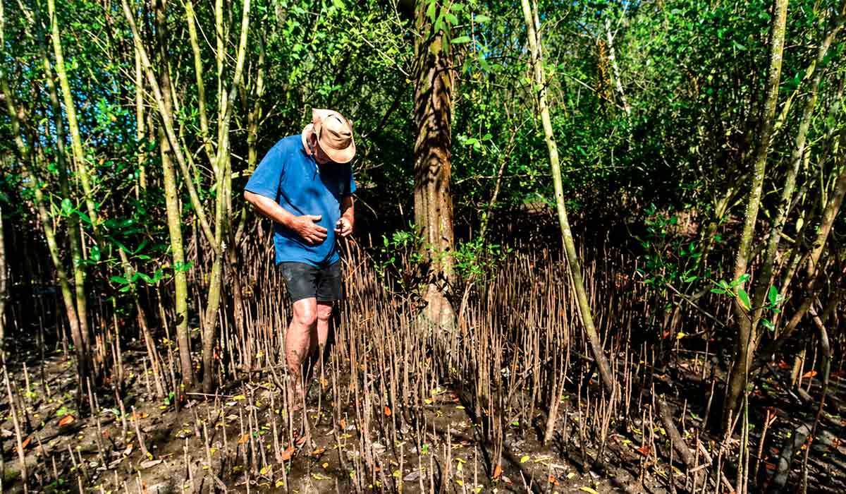 O tronco ao centro da foto, com as raízes aéreas respiratórias (pneumatóforos) ao redor de Sonneratia apetala, planta que alcança até 20 metros de altura - Foto: E. Hatamura O tronco ao centro da foto, com as raízes aéreas respiratórias (pneumatóforos) ao redor de Sonneratia apetala, planta que alcança até 20 metros de altura - Foto: E. Hatamura