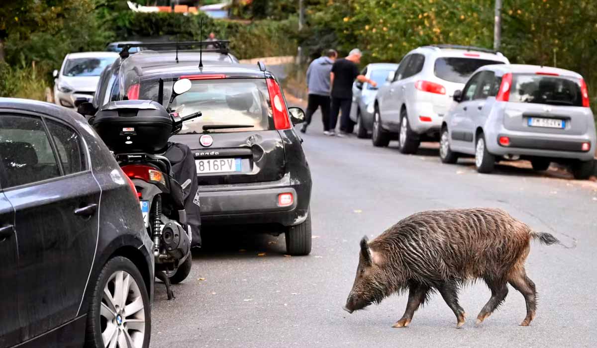 As forças armadas italianas são acionadas para ajudar na caça ao javali As forças armadas italianas são acionadas para ajudar na caça ao javali