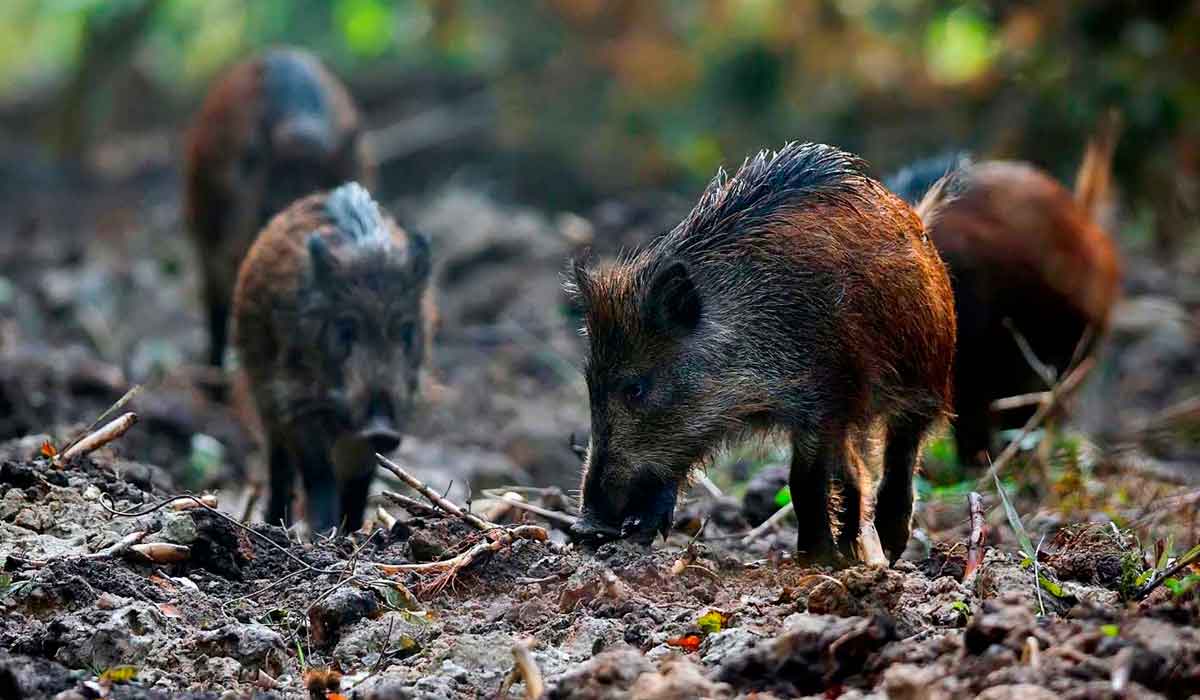 Por se tratar de um animal de vida livre, com dieta diversificada baseada em frutos, raízes e vegetação nativa, sua carne possui menor teor de gordura Por se tratar de um animal de vida livre, com dieta diversificada baseada em frutos, raízes e vegetação nativa, sua carne possui menor teor de gordura