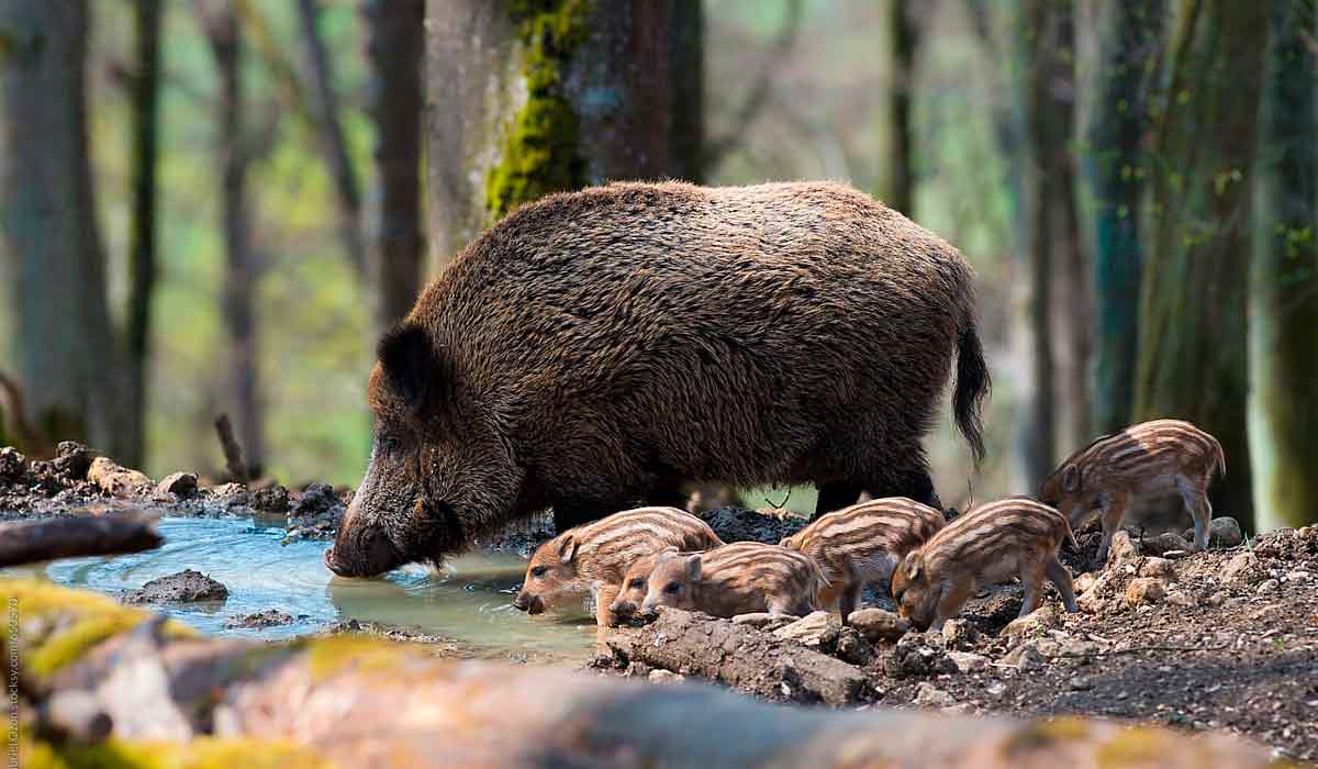 O javali é natural de regiões da europa, mas exótico em países como EUA e Brasil O javali é natural de regiões da europa, mas exótico em países como EUA e Brasil