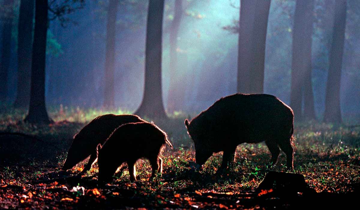 Javali: de praga agropecuária a proteína premium