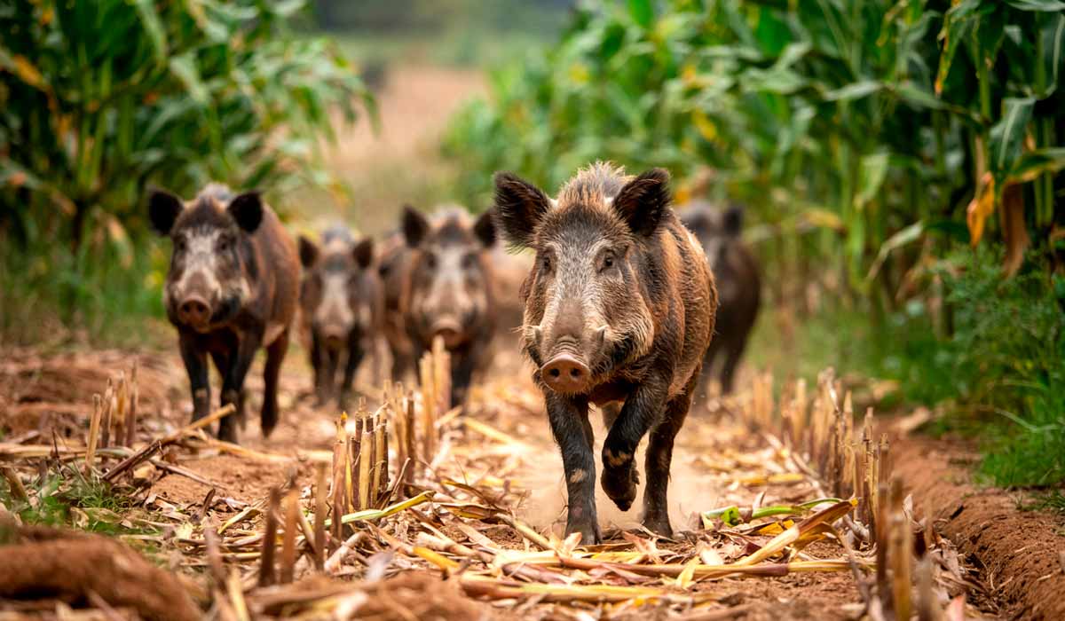 Expansão descontrolada do javaporco preocupa autoridades. O híbrido já domina áreas de vários estados e pode se tornar o maior desafio de controle ambiental do Brasil em décadas Expansão descontrolada do javaporco preocupa autoridades. O híbrido já domina áreas de vários estados e pode se tornar o maior desafio de controle ambiental do Brasil em décadas