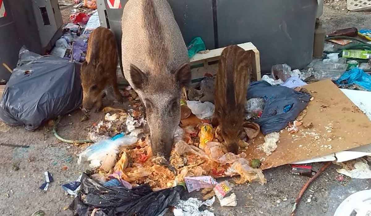 Sendo um animal onívoro e oportunista, o javali (Sus scrofa) explora o lixo urbano - Foto: Instituto de Investigación en Recursos Cinegéticos - Irec/SEFaS - Serviço de Ecopatologia da Vida Selvagem Sendo um animal onívoro e oportunista, o javali (Sus scrofa) explora o lixo urbano - Foto: Instituto de Investigación en Recursos Cinegéticos - Irec/SEFaS - Serviço de Ecopatologia da Vida Selvagem