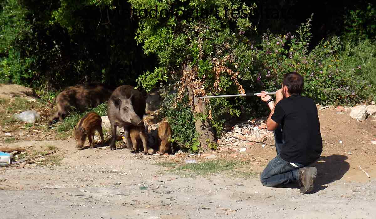 Arredores de Barcelona: Anestesia de um javali para a colocação de uma coleira com transmissor GPS. O anestésico é administrado por meio de um dardo de zarabatana - Foto: Wildlife Ecology & Health Arredores de Barcelona: Anestesia de um javali para a colocação de uma coleira com transmissor GPS. O anestésico é administrado por meio de um dardo de zarabatana - Foto: Wildlife Ecology & Health