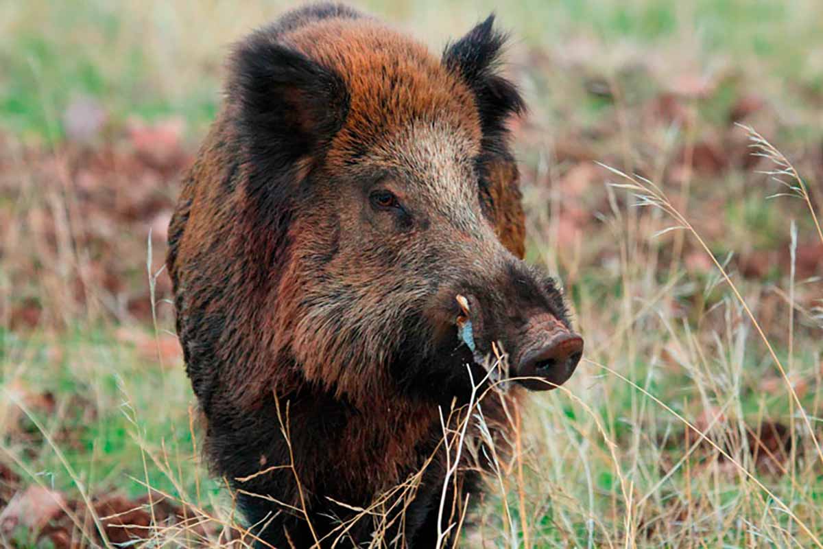 Javali (Sus scrofa)
