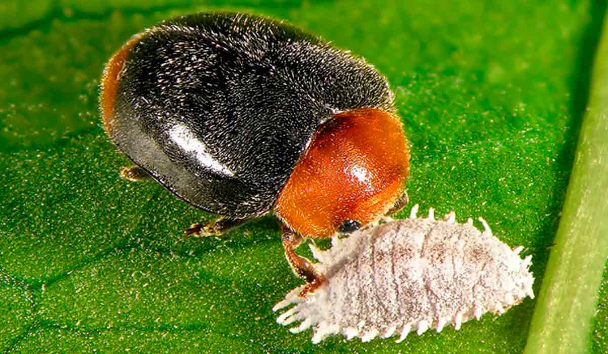 Joaninha da espécie Cryptolaemus montrouzieri predando uma cochonilha Joaninha da espécie Cryptolaemus montrouzieri predando uma cochonilha