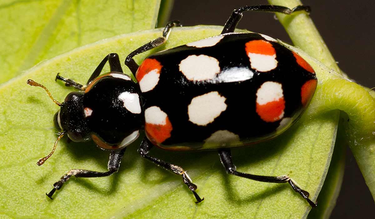 Joaninha da espécie Eriopis connexa nativa da América do Sul Joaninha da espécie Eriopis connexa nativa da América do Sul