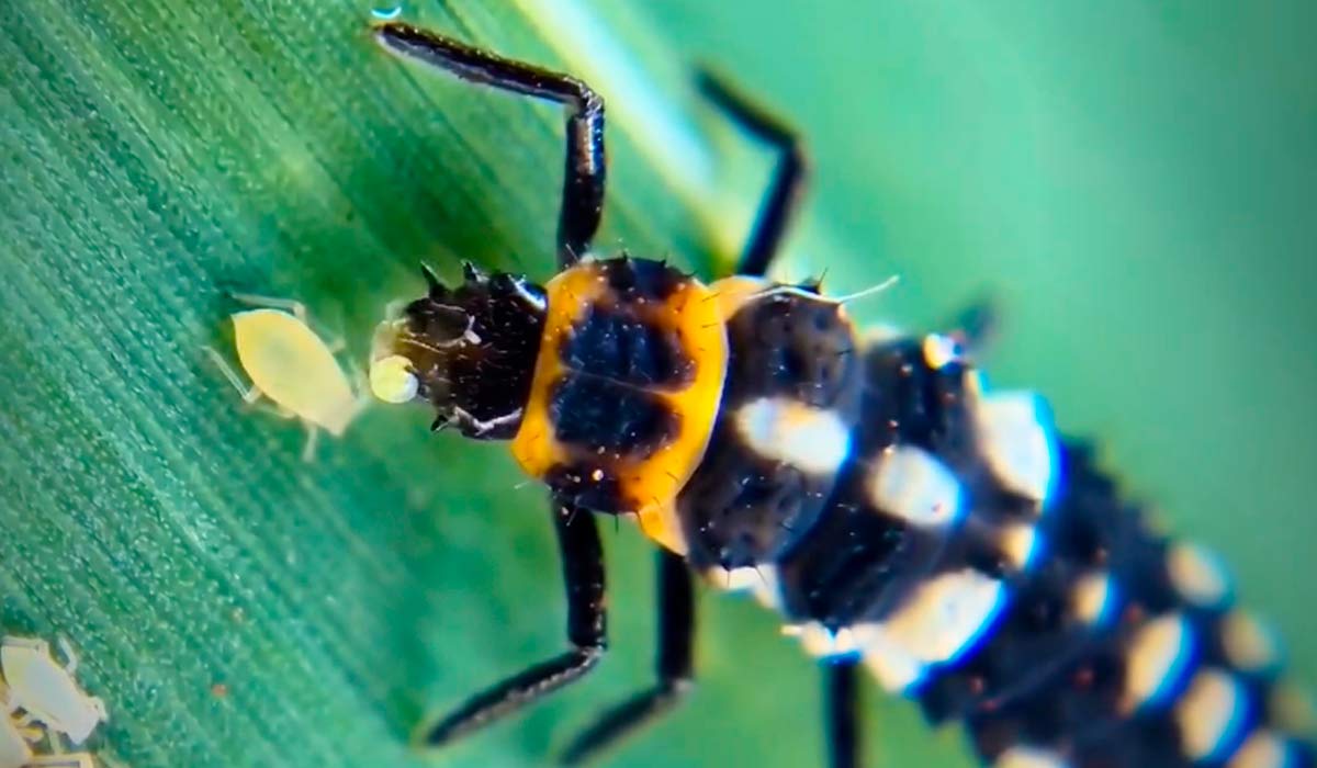 Larva da joaninha Eriopis connexa predando um pulgão Larva da joaninha Eriopis connexa predando um pulgão