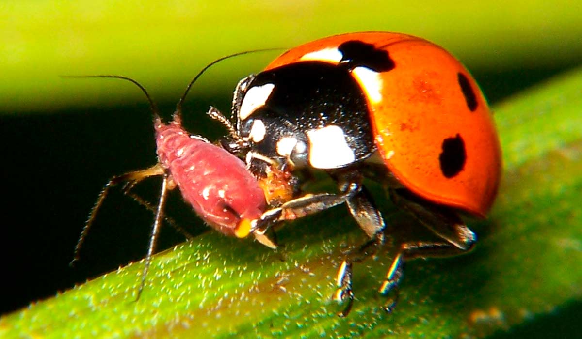 Joaninha predando um pulgão