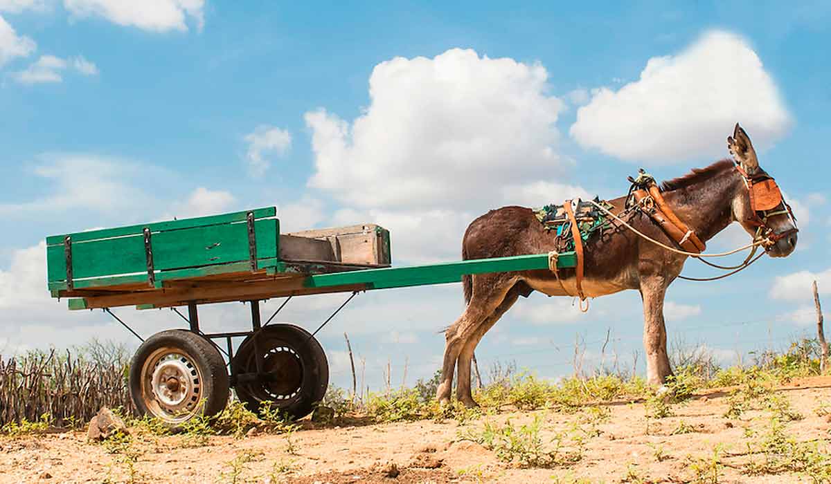 Os jumentos foram essenciais para o transporte de cargas, mobilidade e subsistência de milhares de famílias Os jumentos foram essenciais para o transporte de cargas, mobilidade e subsistência de milhares de famílias