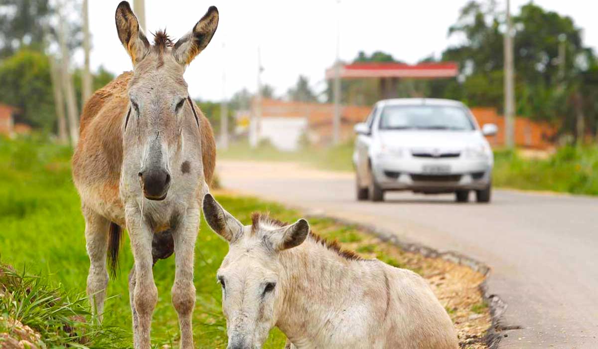 Jumentos em rodovia evidenciam desafio logístico no campo e o abandono gera impactos sociais Jumentos em rodovia evidenciam desafio logístico no campo e o abandono gera impactos sociais