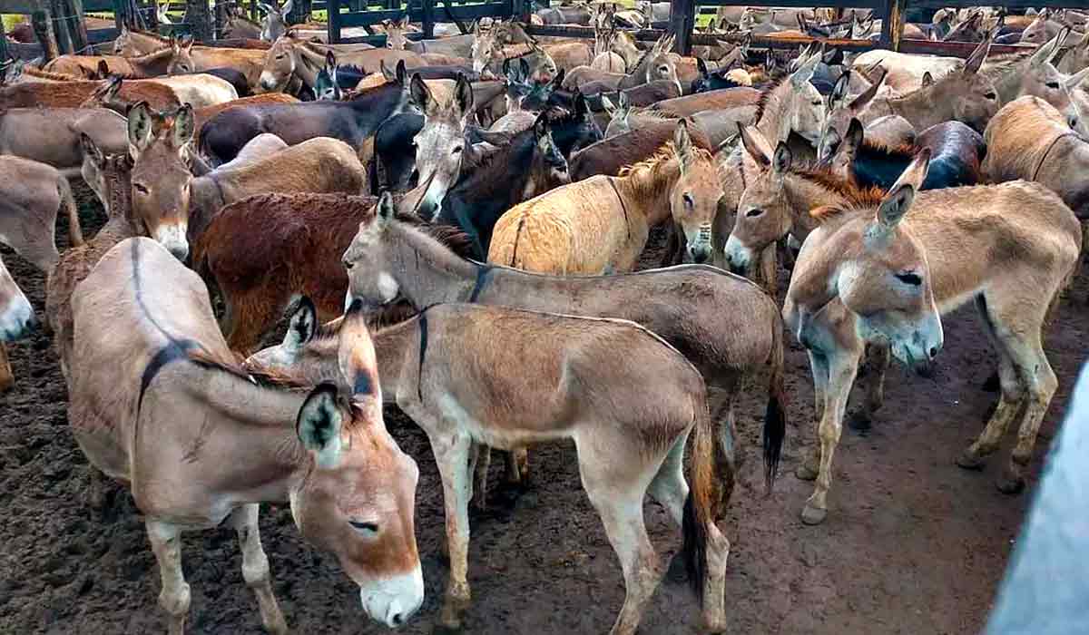 O Brasil não possui uma cadeia estruturada de criação de jumentos O Brasil não possui uma cadeia estruturada de criação de jumentos
