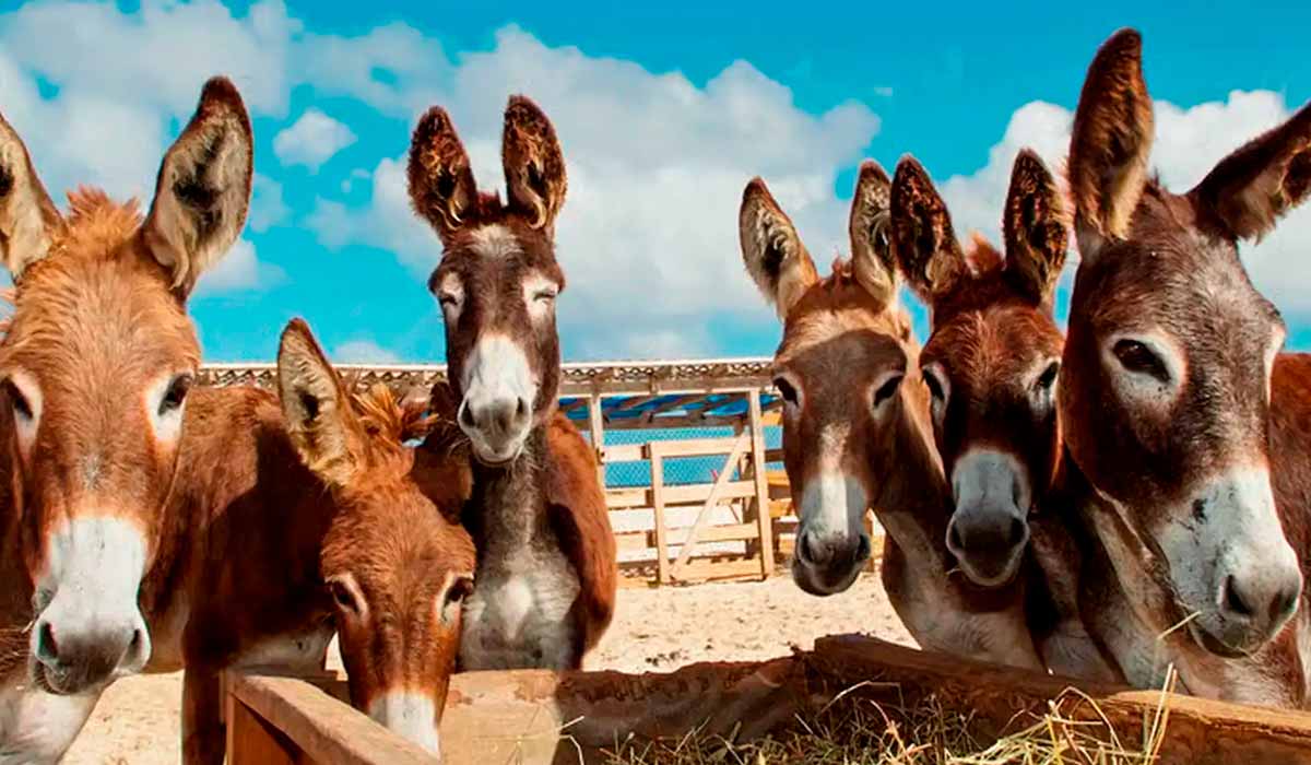 Serão debatidos os desafios estruturais, econômicos e sanitários que envolvem a espécie Serão debatidos os desafios estruturais, econômicos e sanitários que envolvem a espécie