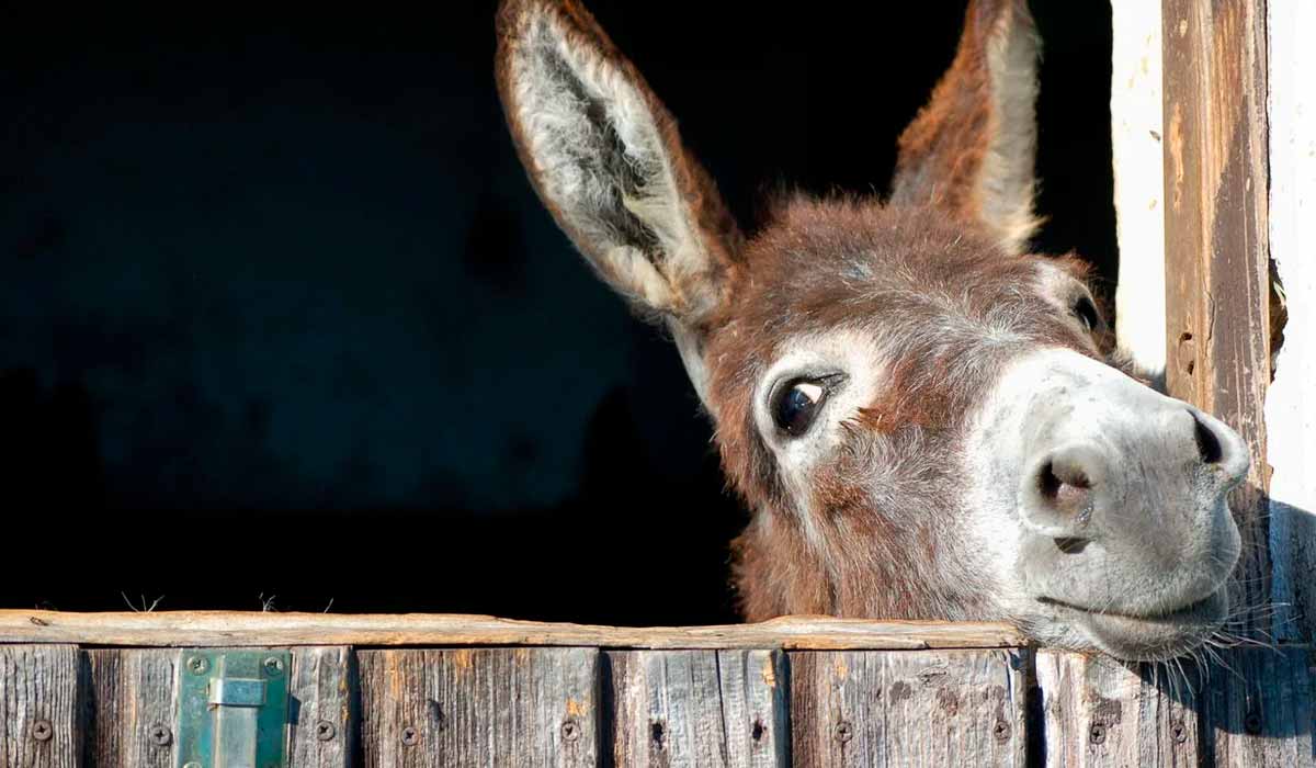 Será produzido um documento técnico-propositivo, que traduzirá o conhecimento acadêmico em recomendações concretas para políticas públicas, sanidade e estratégias sustentáveis Será produzido um documento técnico-propositivo, que traduzirá o conhecimento acadêmico em recomendações concretas para políticas públicas, sanidade e estratégias sustentáveis