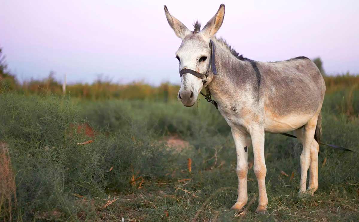 Entre estimativas e realidade, população de jumentos gera debate técnico no agro Entre estimativas e realidade, população de jumentos gera debate técnico no agro