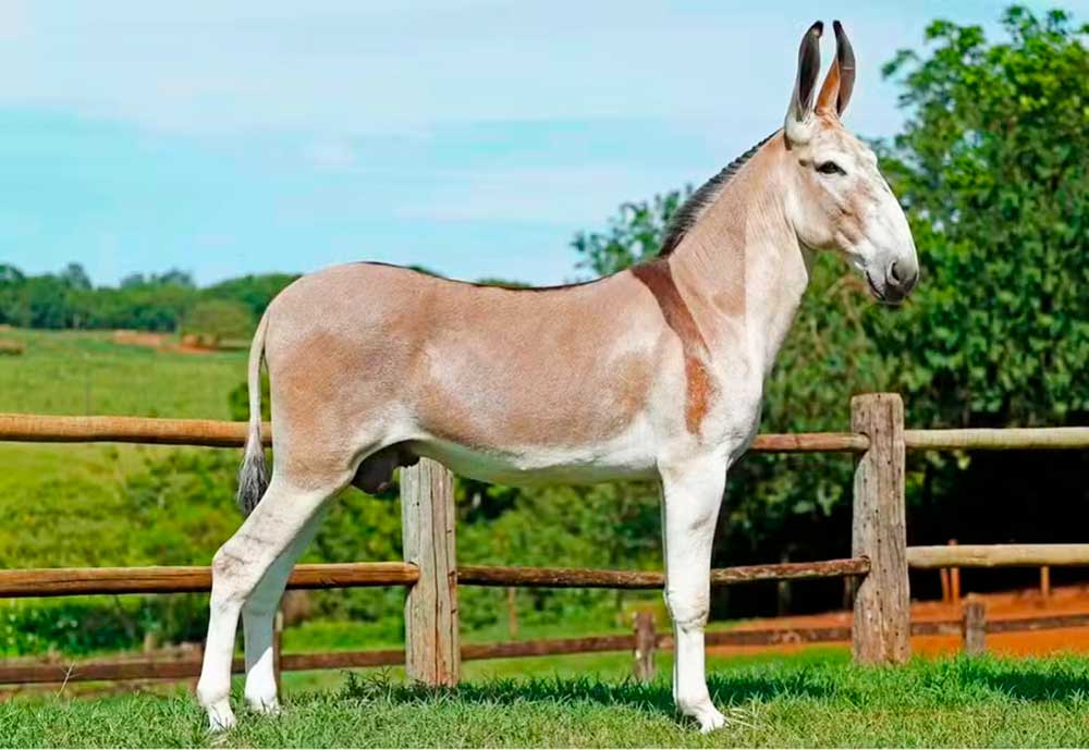 O jumento pêga se consolidou como referência na produção de muares de alta qualidade O jumento pêga se consolidou como referência na produção de muares de alta qualidade