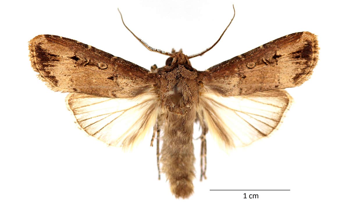 A mariposa Agrotis ipsilon com as asas abertas A mariposa Agrotis ipsilon com as asas abertas