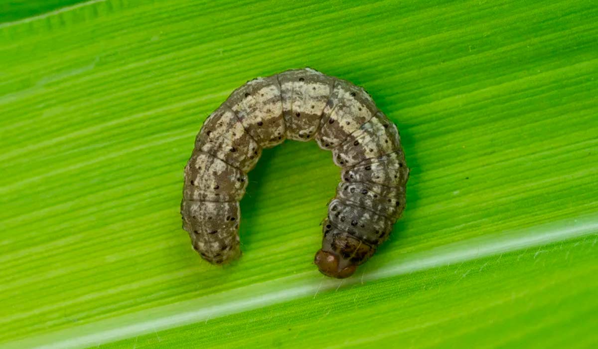 Lagarta rosca (Agrotis ipsilon)