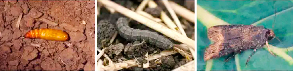 Pupa, lagarta e adulto de Agrotis ipsilon - Fonte: IPM Images Pupa, lagarta e adulto de Agrotis ipsilon - Fonte: IPM Images