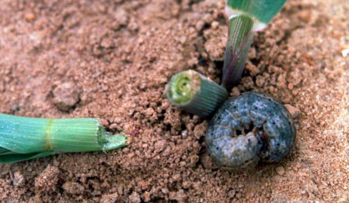 Planta cortada na base do colmo pela lagarta rosca - Foto: W.M. Hantsbarger Planta cortada na base do colmo pela lagarta rosca - Foto: W.M. Hantsbarger