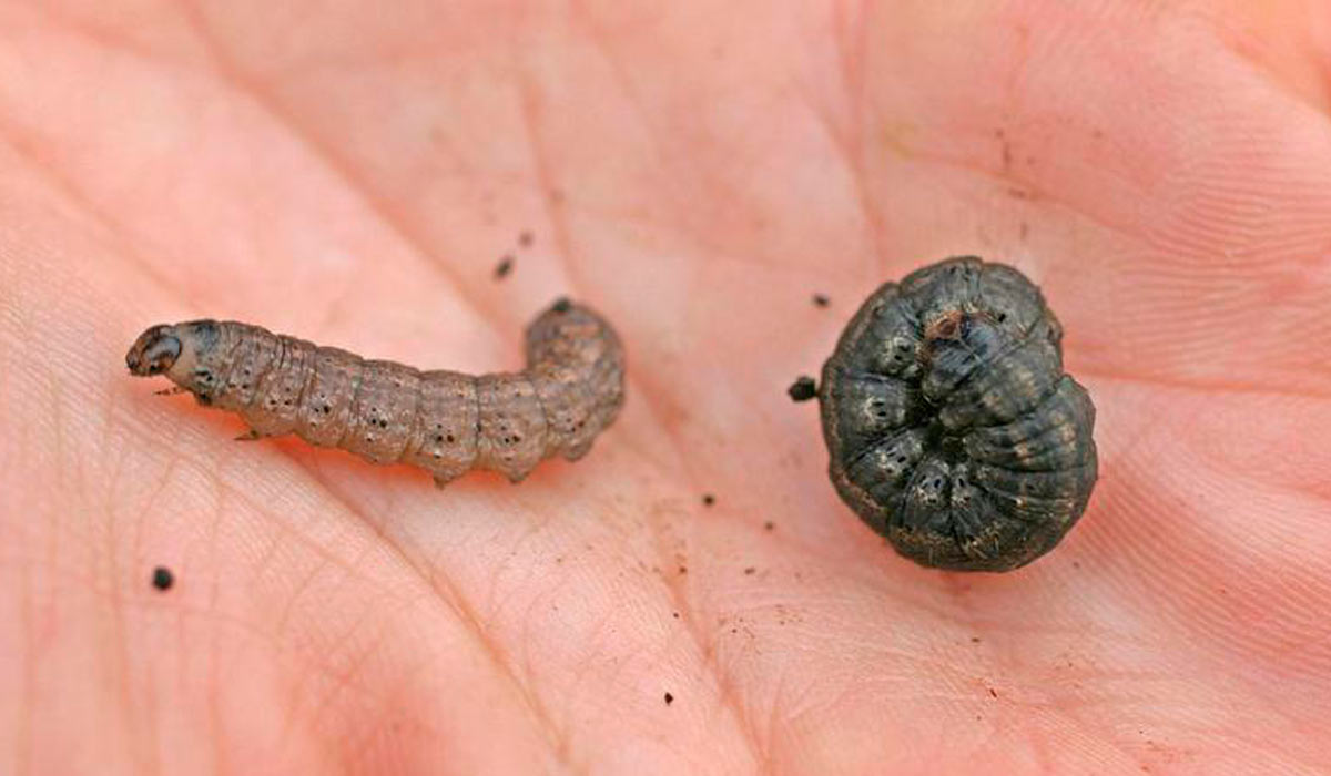Lagarta rosca - Foto: Roger Schmidt Lagarta rosca - Foto: Roger Schmidt