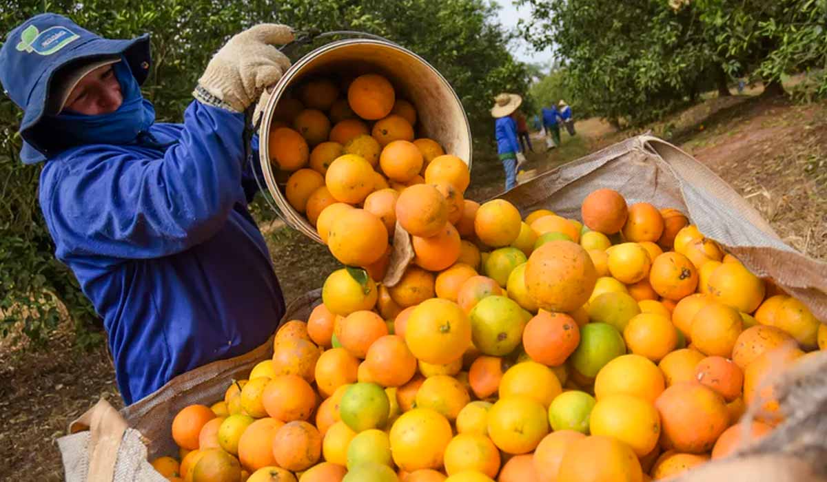 Greening e seca impactam desempenho da citricultura Greening e seca impactam desempenho da citricultura