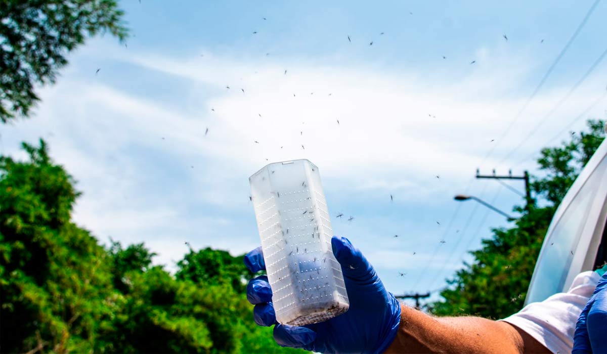 Soltura dos mosquitos Aedes aegypti contaminados com a bactéria Wolbachia, para que se reproduzam com os mosquitos locais e como resultado reduzam os casos de dengue - Foto: Flávio Carvalho-WMP-Brasil/Fiocruz Soltura dos mosquitos Aedes aegypti contaminados com a bactéria Wolbachia, para que se reproduzam com os mosquitos locais e como resultado reduzam os casos de dengue - Foto: Flávio Carvalho-WMP-Brasil/Fiocruz