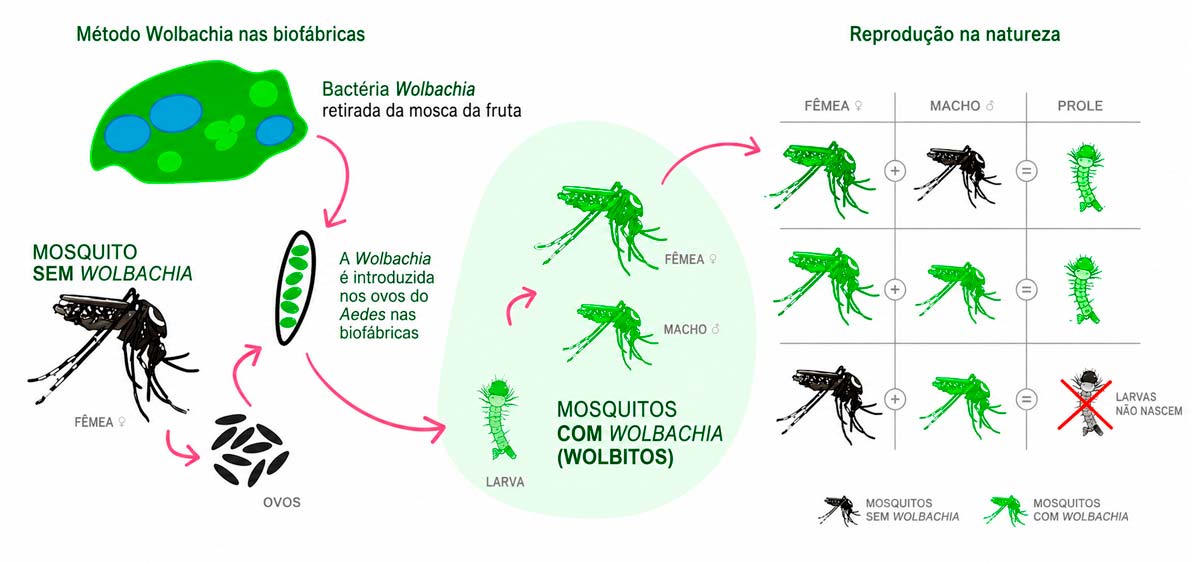 O método Wolbachia, a solução brasileira que está redefinindo o combate à dengue O método Wolbachia, a solução brasileira que está redefinindo o combate à dengue