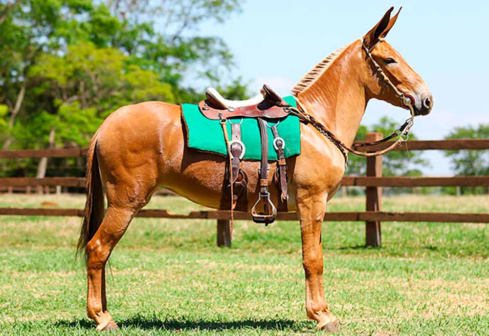 A raça se consolidou como referência na produção de muares de alto valor no mercado brasileiro A raça se consolidou como referência na produção de muares de alto valor no mercado brasileiro