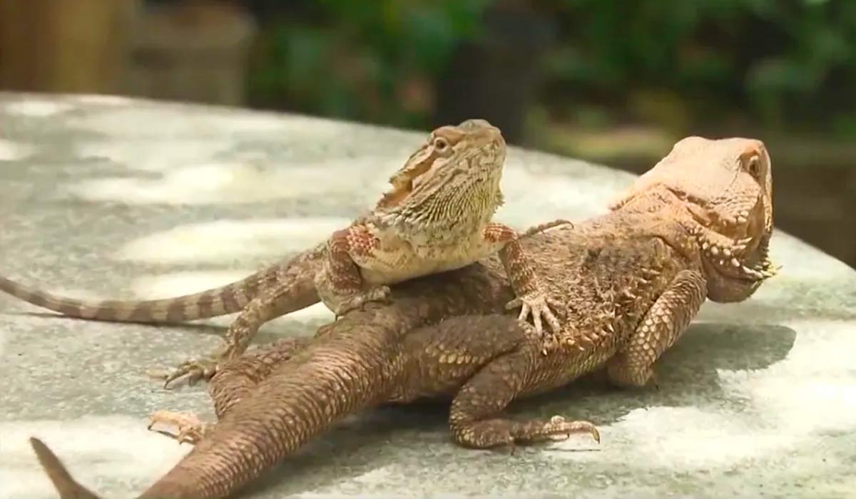 O dragão-barbudo (Pogona vitticeps), lagarto originário da Austrália conhecido por suas escamas cervicais que simulam uma “barba” O dragão-barbudo (Pogona vitticeps), lagarto originário da Austrália conhecido por suas escamas cervicais que simulam uma “barba”