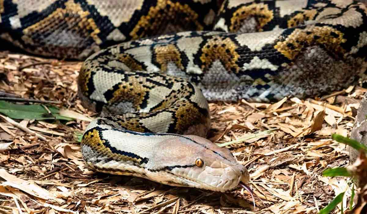 A píton-reticulada (Python reticulatus) impressiona pelo tamanho, força e a elegância da natureza em cada detalhe A píton-reticulada (Python reticulatus) impressiona pelo tamanho, força e a elegância da natureza em cada detalhe