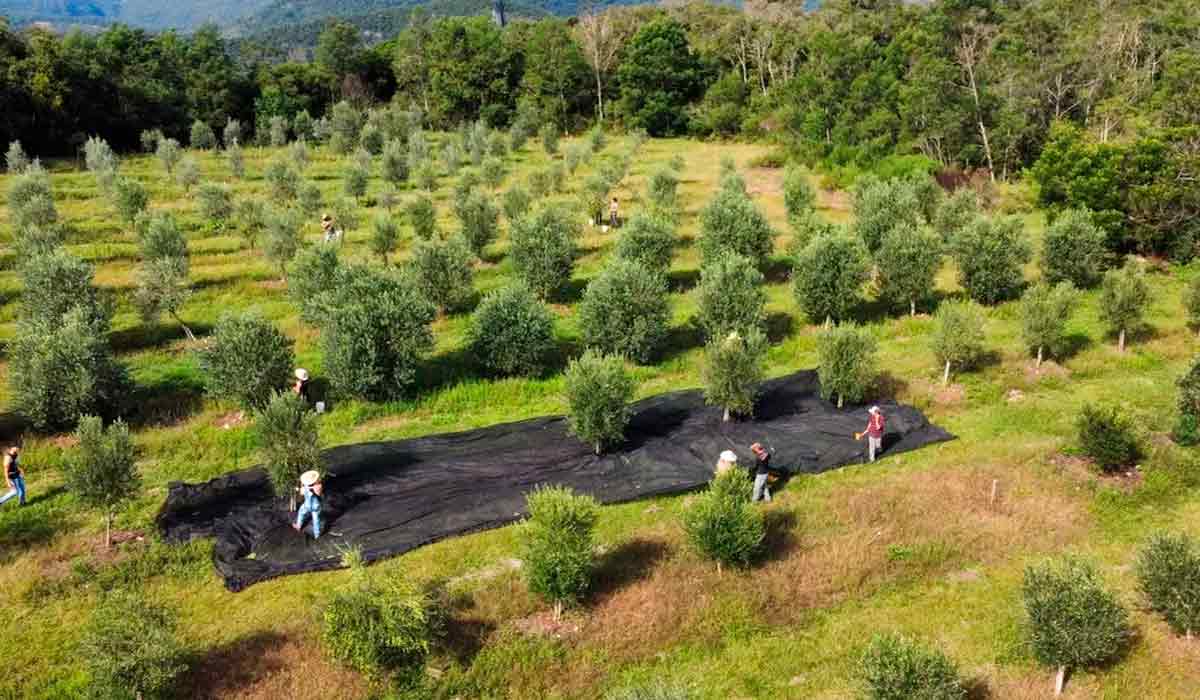 O estado responde por cerca de 75% da produção nacional, com mais de 6 mil hectares cultivados O estado responde por cerca de 75% da produção nacional, com mais de 6 mil hectares cultivados